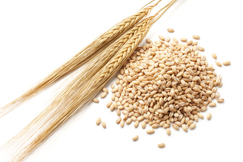 Barley Grain and Barley Pearl