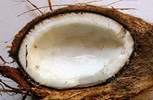 Fresh Coconut Half