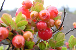 Ohelo Berries Growing