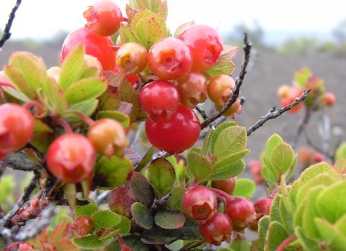Ohelo Berries Growing