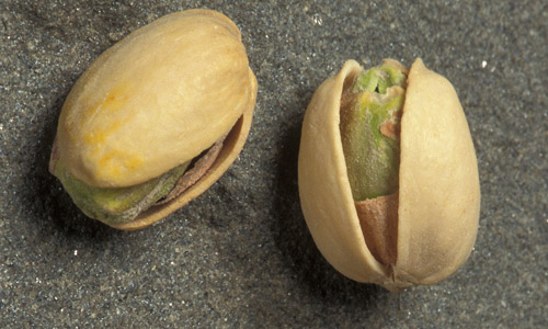 Pistachio Nuts Close-Up