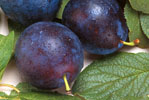 Two Whole Purple Plums With Leaves