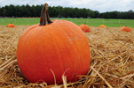 Pumpkin in a Field